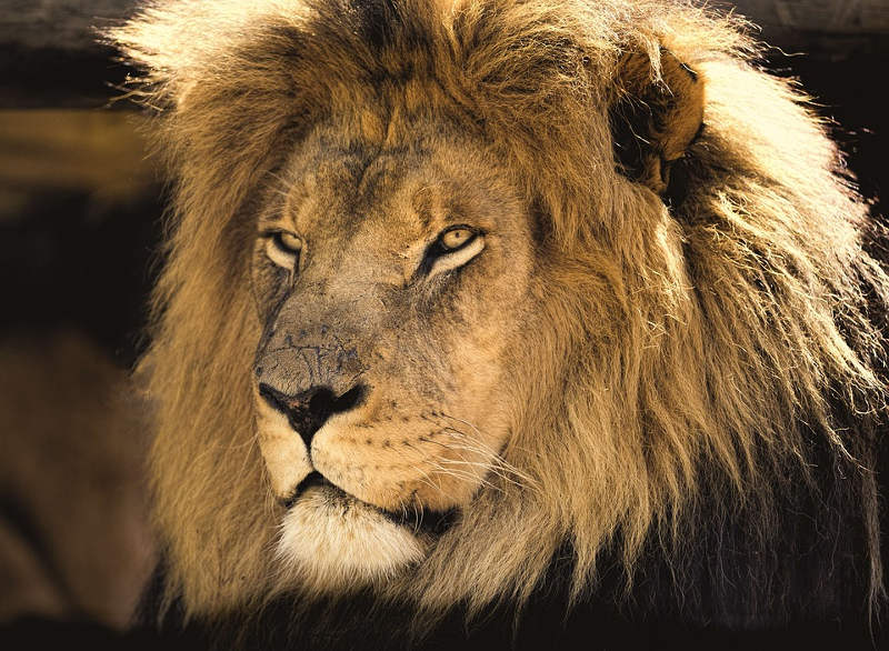 il re leone - esterno